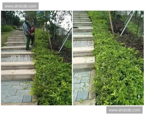 草坪养护四季管理技巧与科学施肥灌溉修剪病虫害综合防治指南实用手册